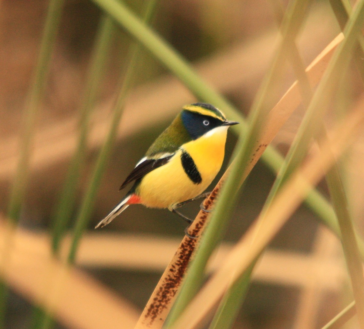 Many-colored Rush Tyrant - ML645063377