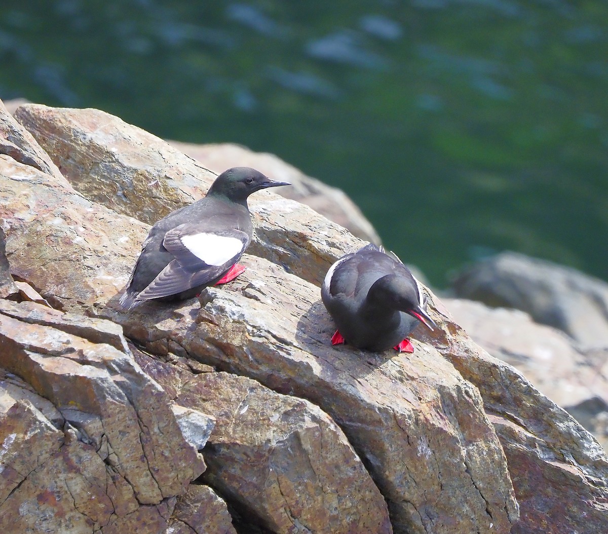אוריה שחורה - ML645063387