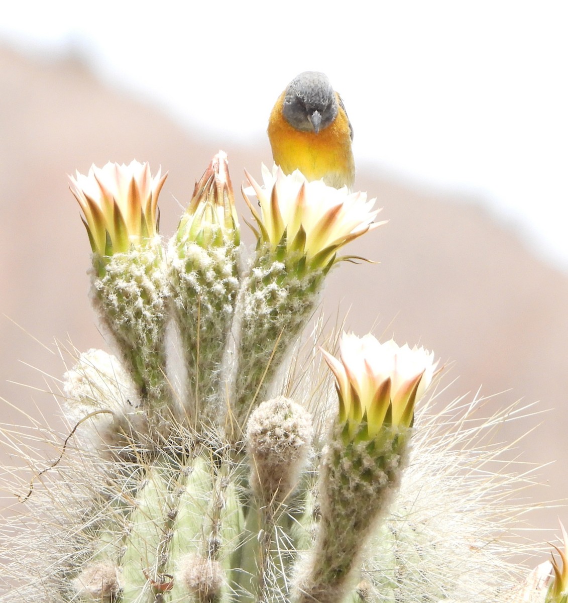 Gray-hooded Sierra Finch - ML645063391