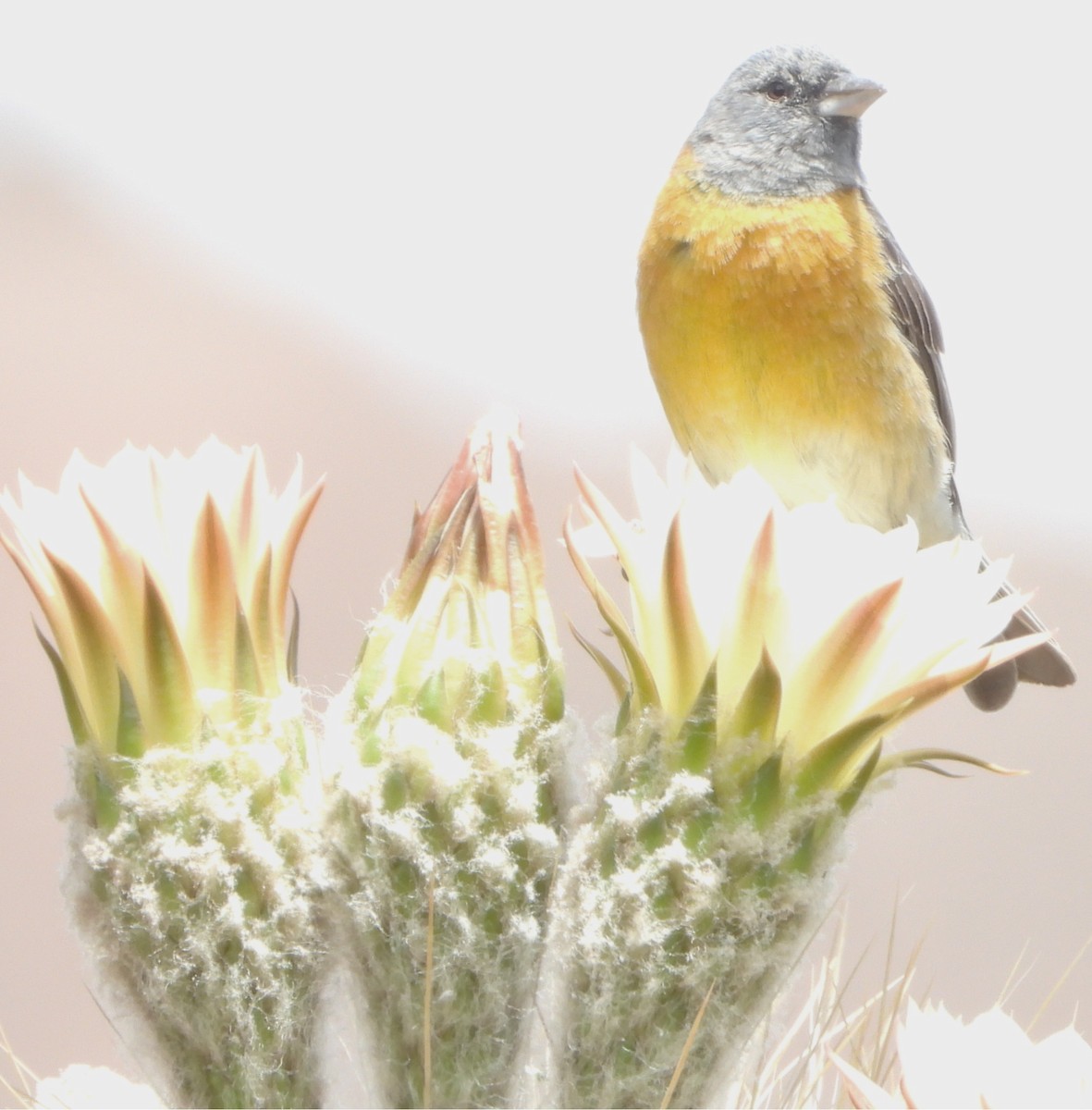 Gray-hooded Sierra Finch - ML645063392