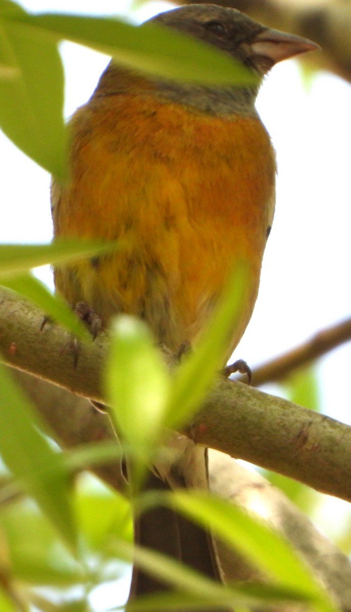 Gray-hooded Sierra Finch - ML645063393
