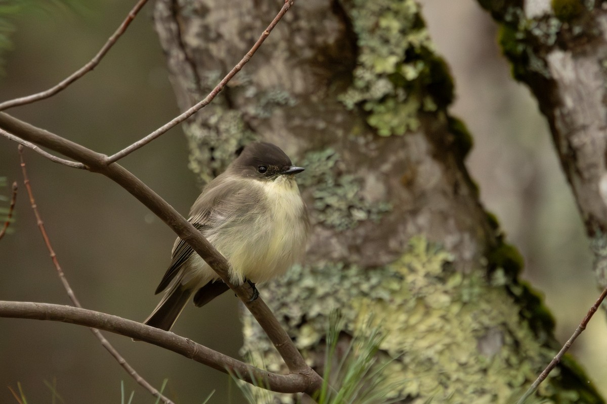 Eastern Phoebe - ML645063396