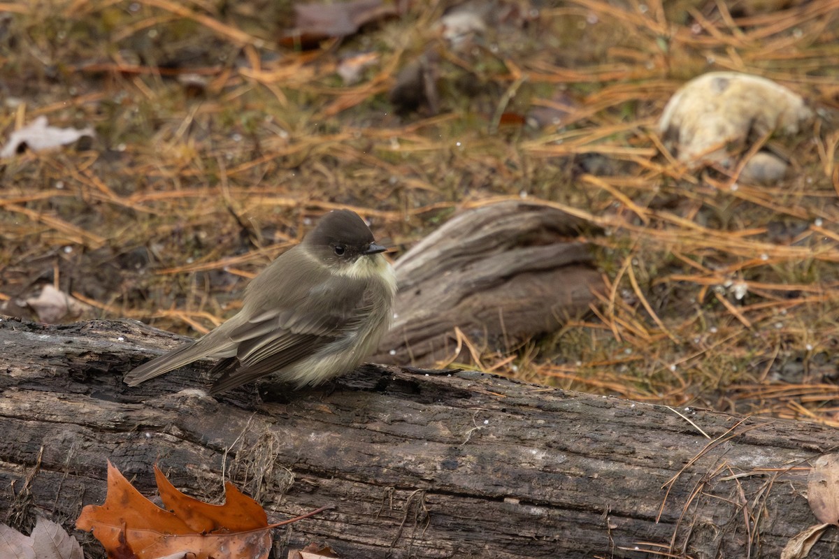Eastern Phoebe - ML645063397