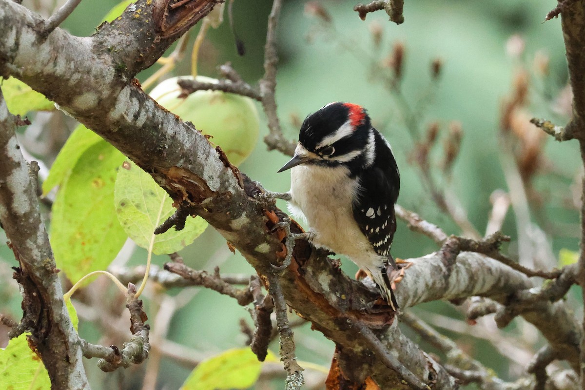 Downy Woodpecker - ML645063398
