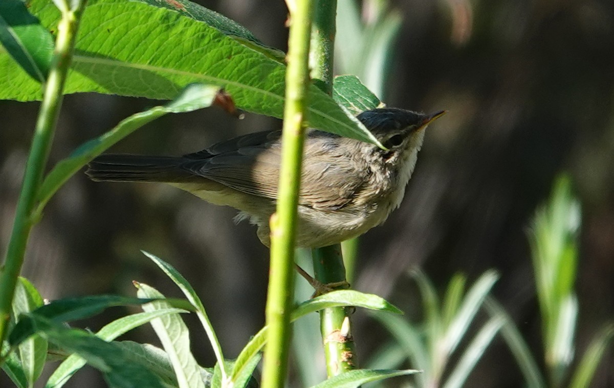 עלווית כהה - ML645063433