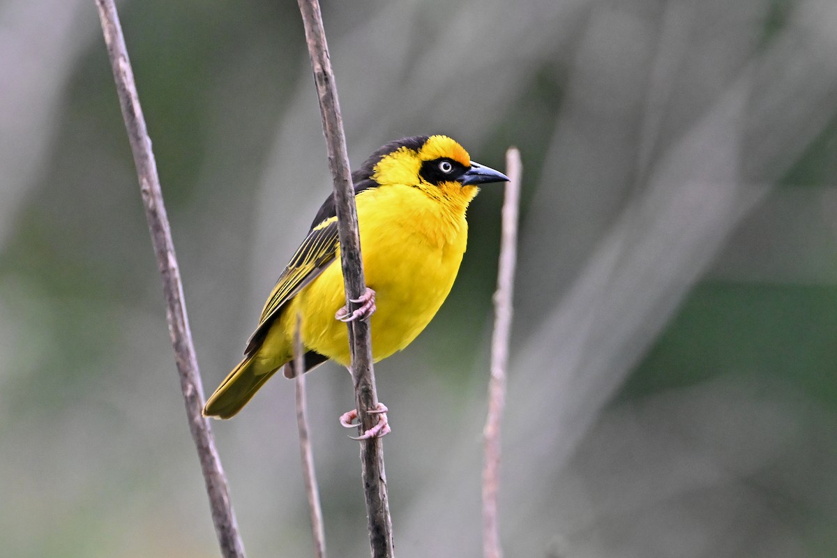 Tejedor Baglafecht - ML645063435