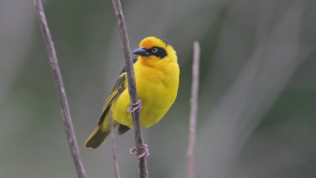 Baglafecht Weaver - ML645063441