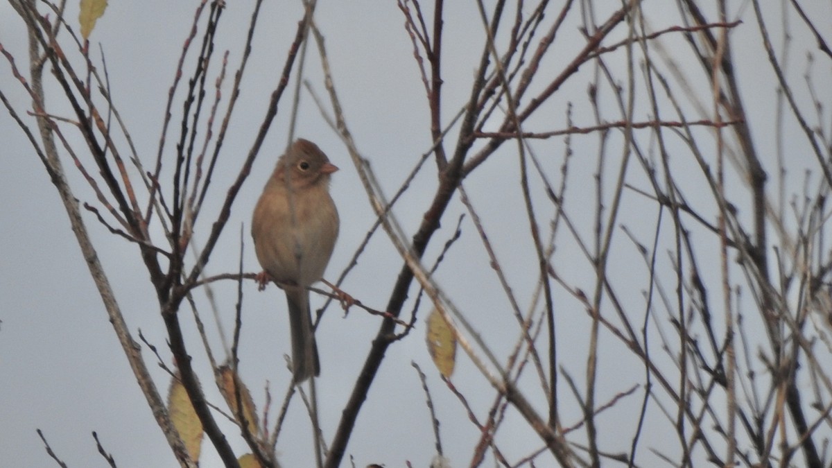 Field Sparrow - ML645063442