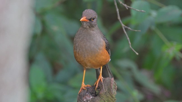 Abyssinian Thrush - ML645063445