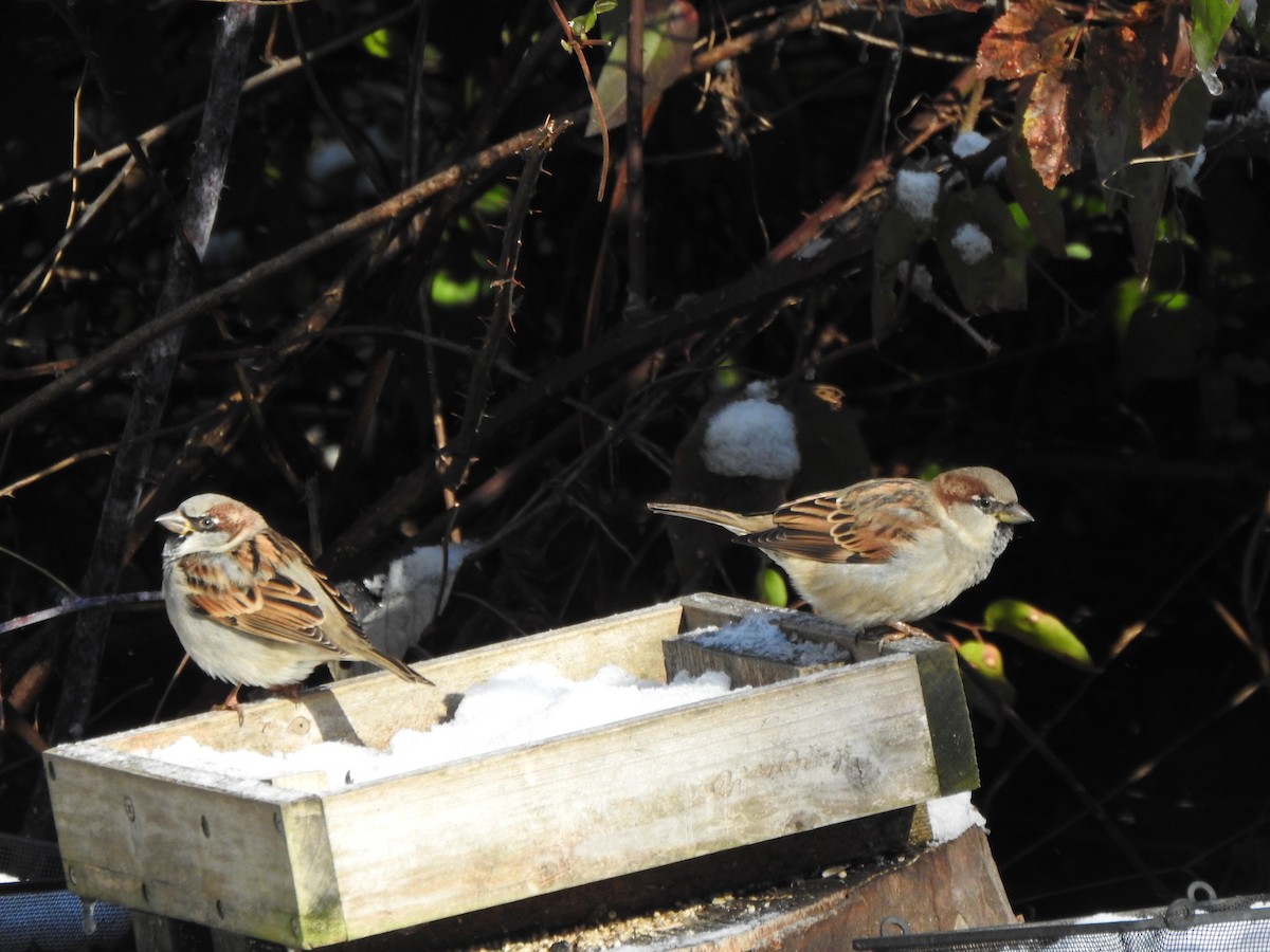 Gorrión Común - ML645063449