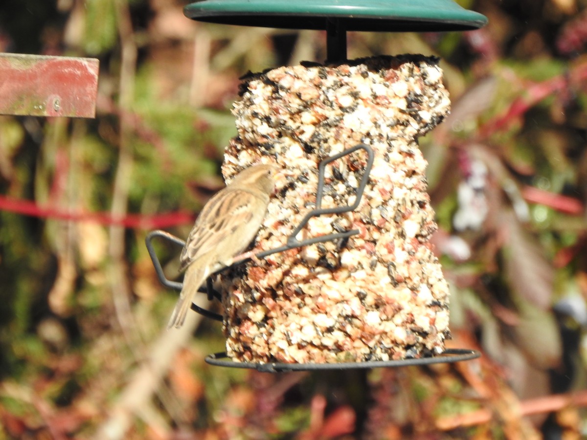 Gorrión Común - ML645063450