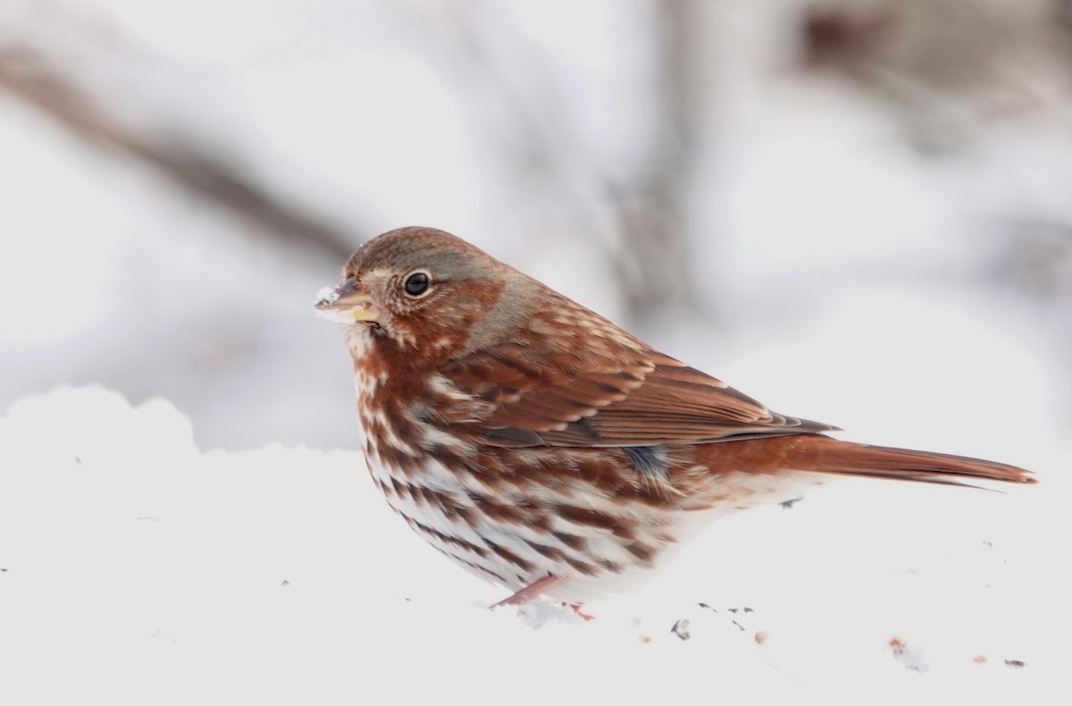 Fox Sparrow - ML645063452