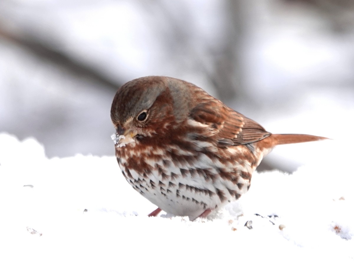 Fox Sparrow - ML645063453