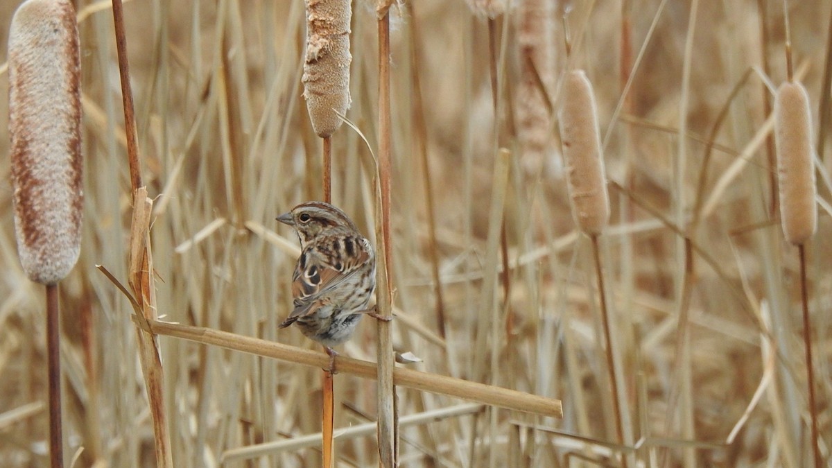 Song Sparrow - ML645063454