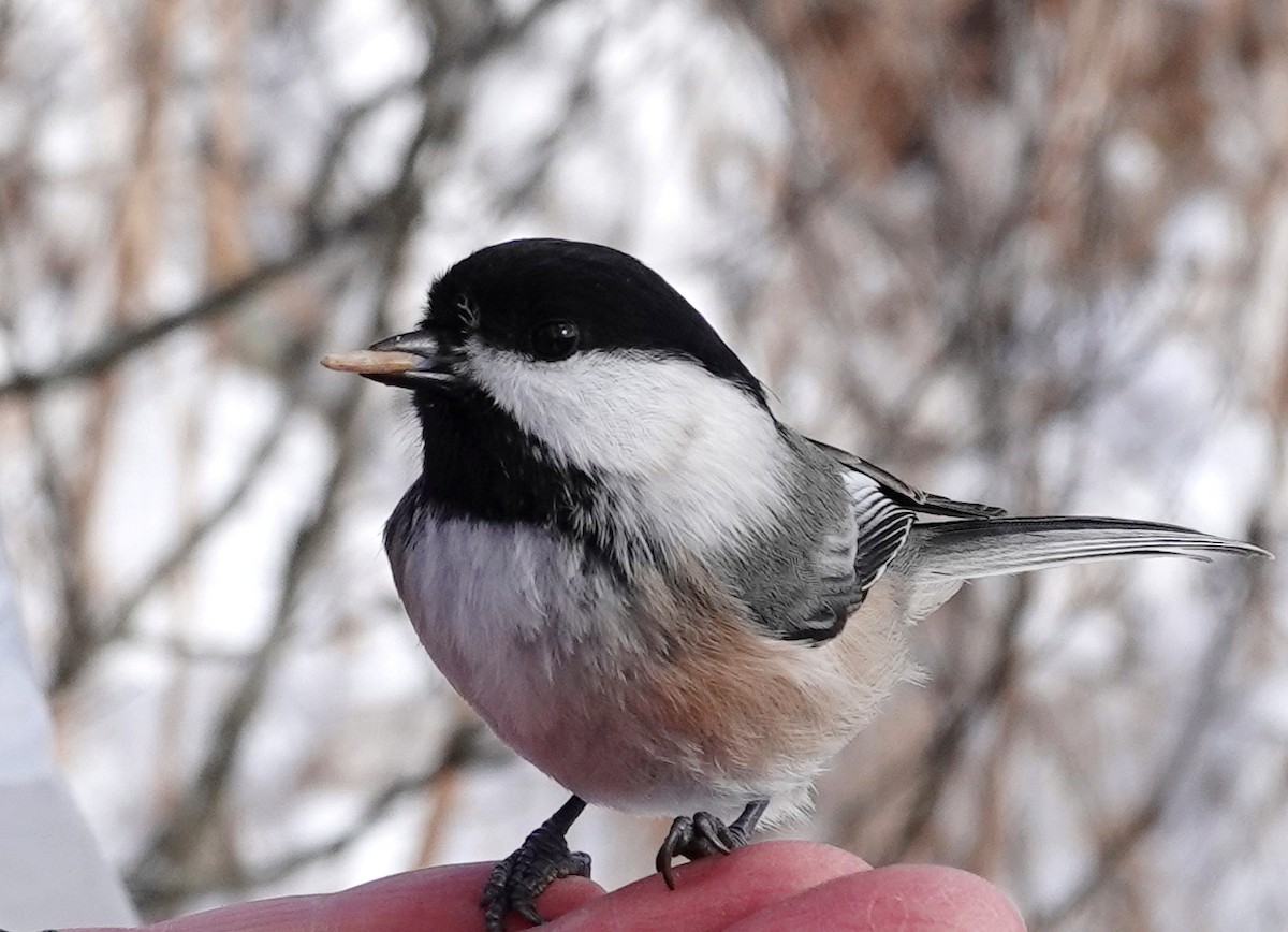 Black-capped Chickadee - ML645063461