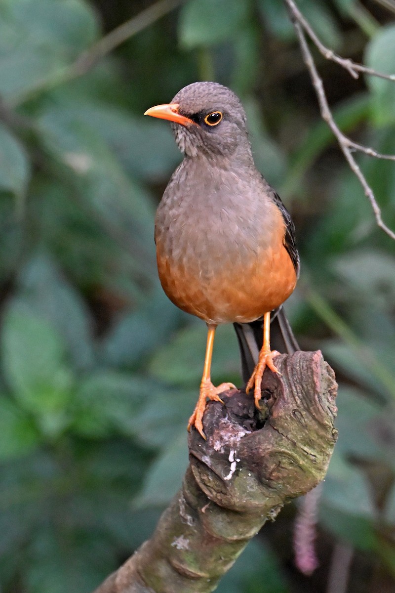 Abyssinian Thrush - ML645063466