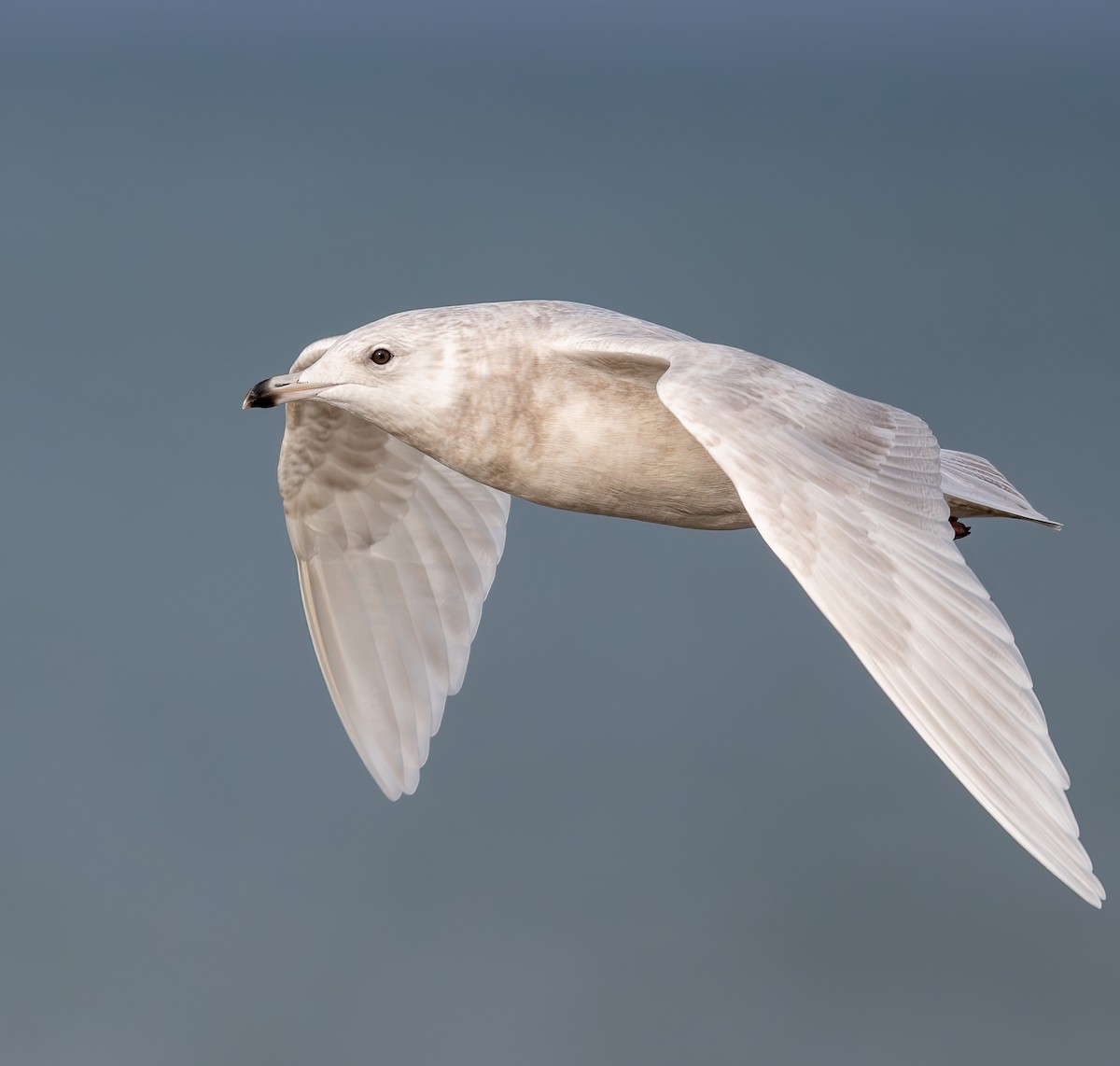 Ipar-kaioa - ML645063470