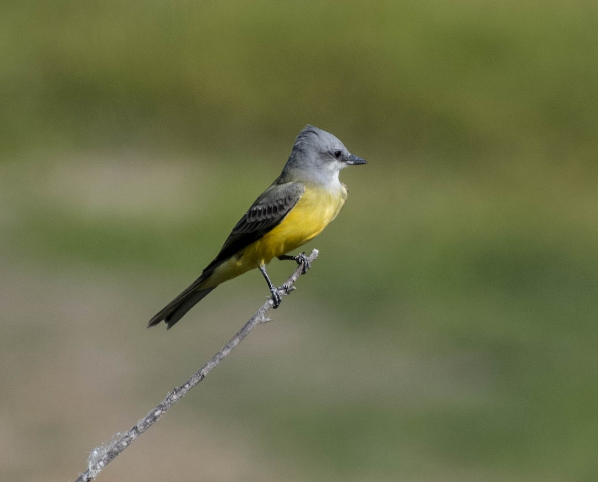 Couch's Kingbird - ML645063473