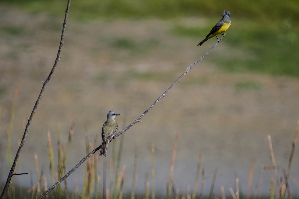 Couch's Kingbird - ML645063474