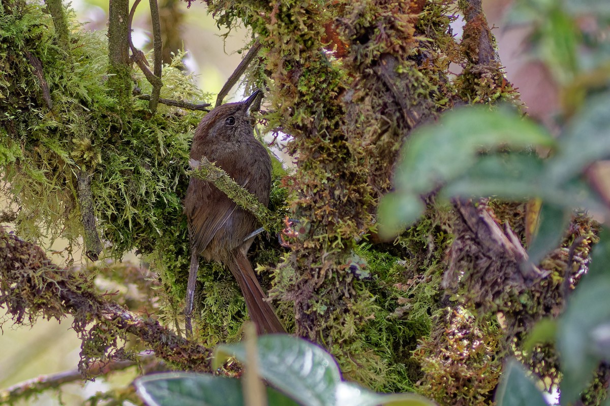 Puna Thistletail - ML645063489