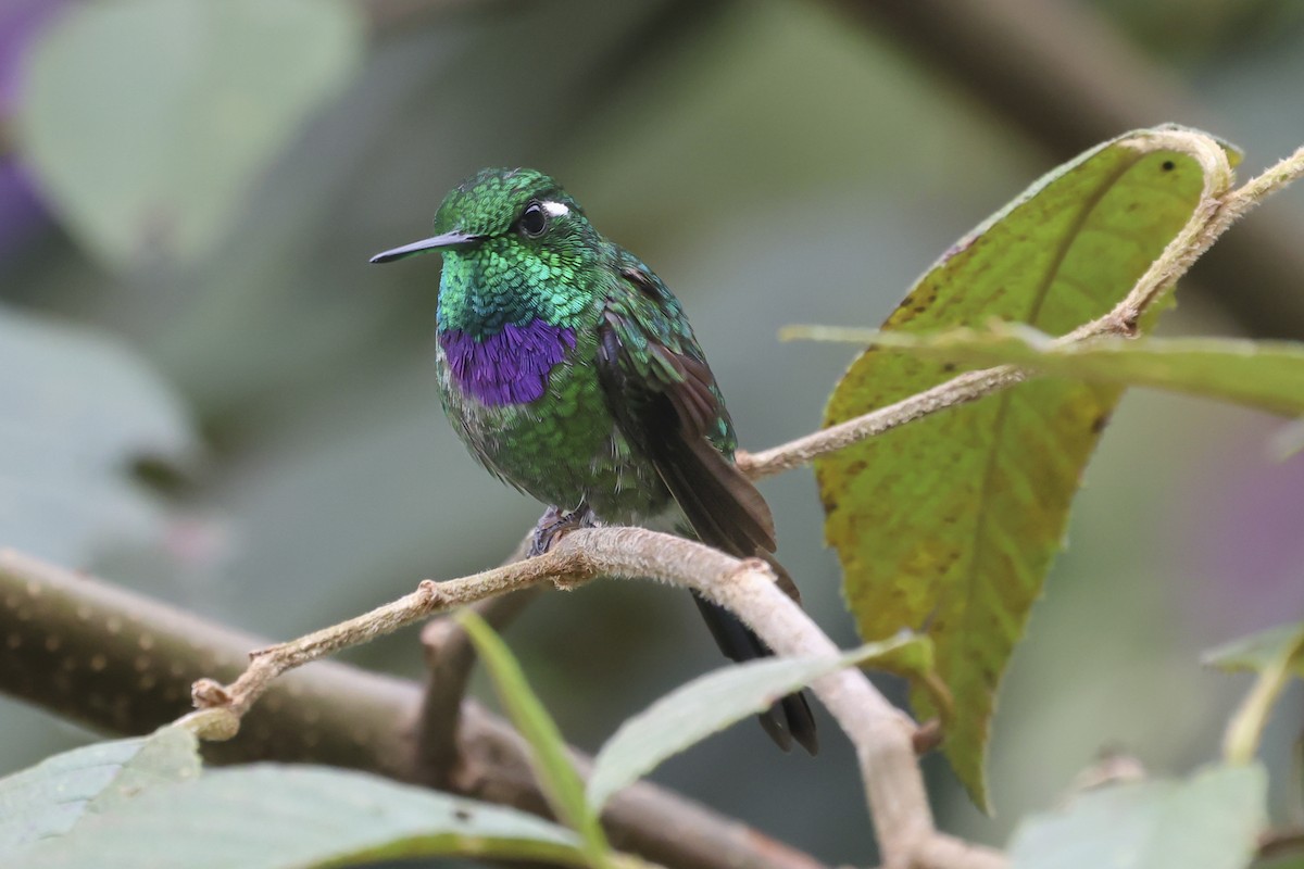 Colibri de Benjamin - ML645063490