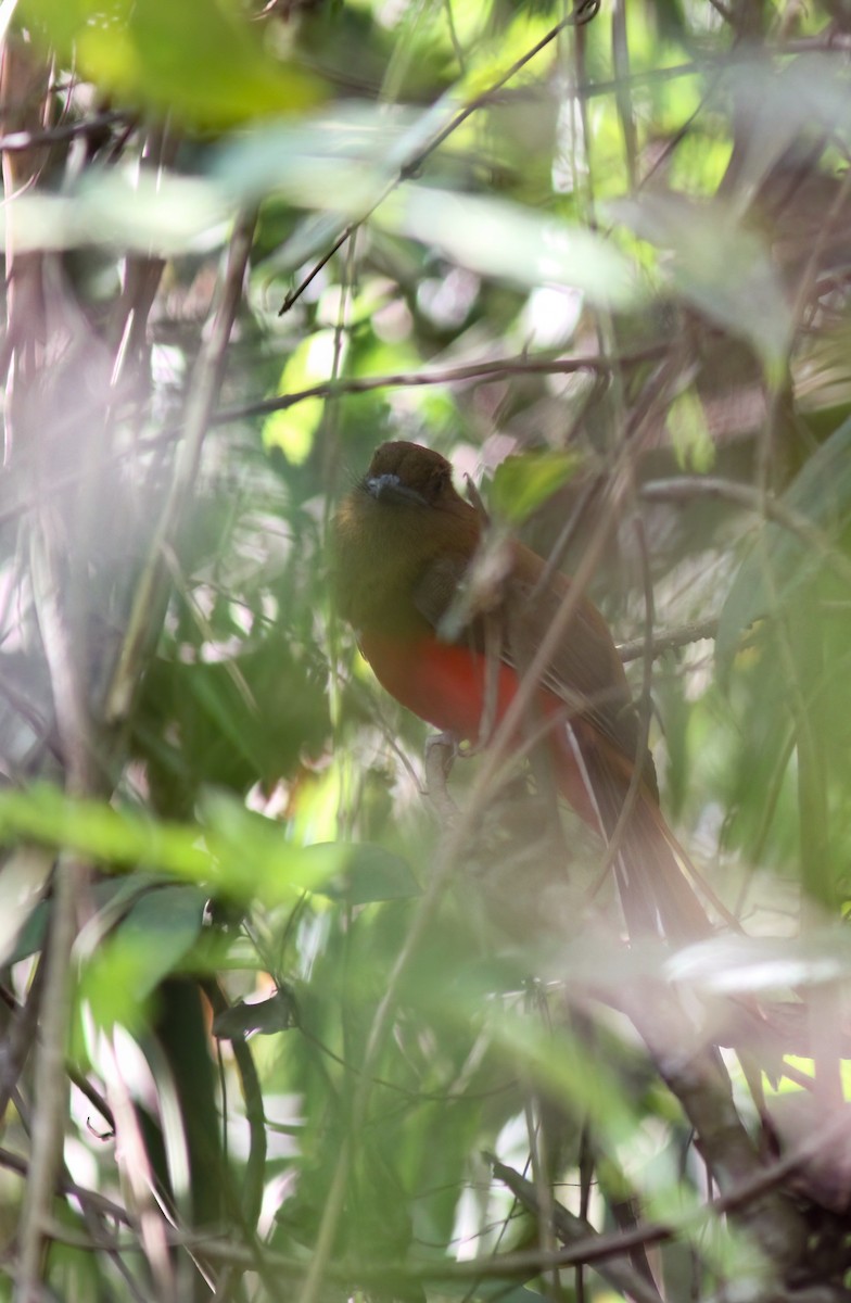 Red-headed Trogon - ML645063530
