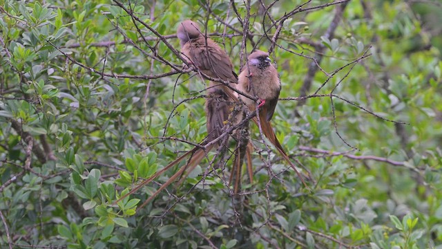 Speckled Mousebird - ML645063531