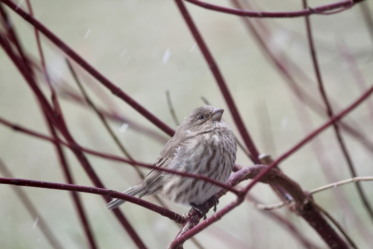 House Finch - ML645063533