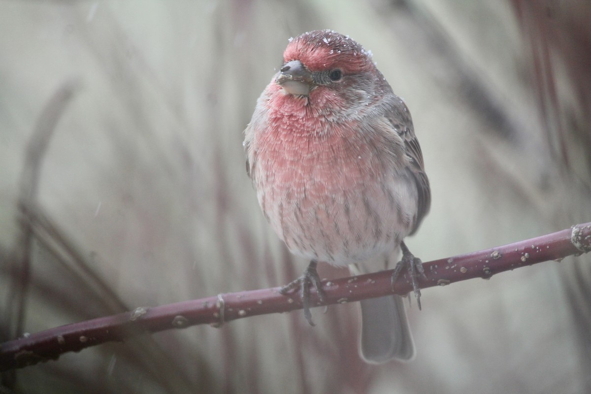 House Finch - ML645063536