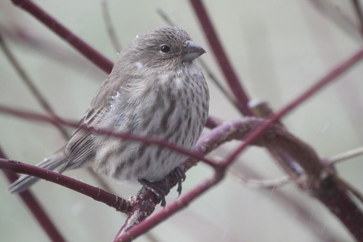 House Finch - ML645063538