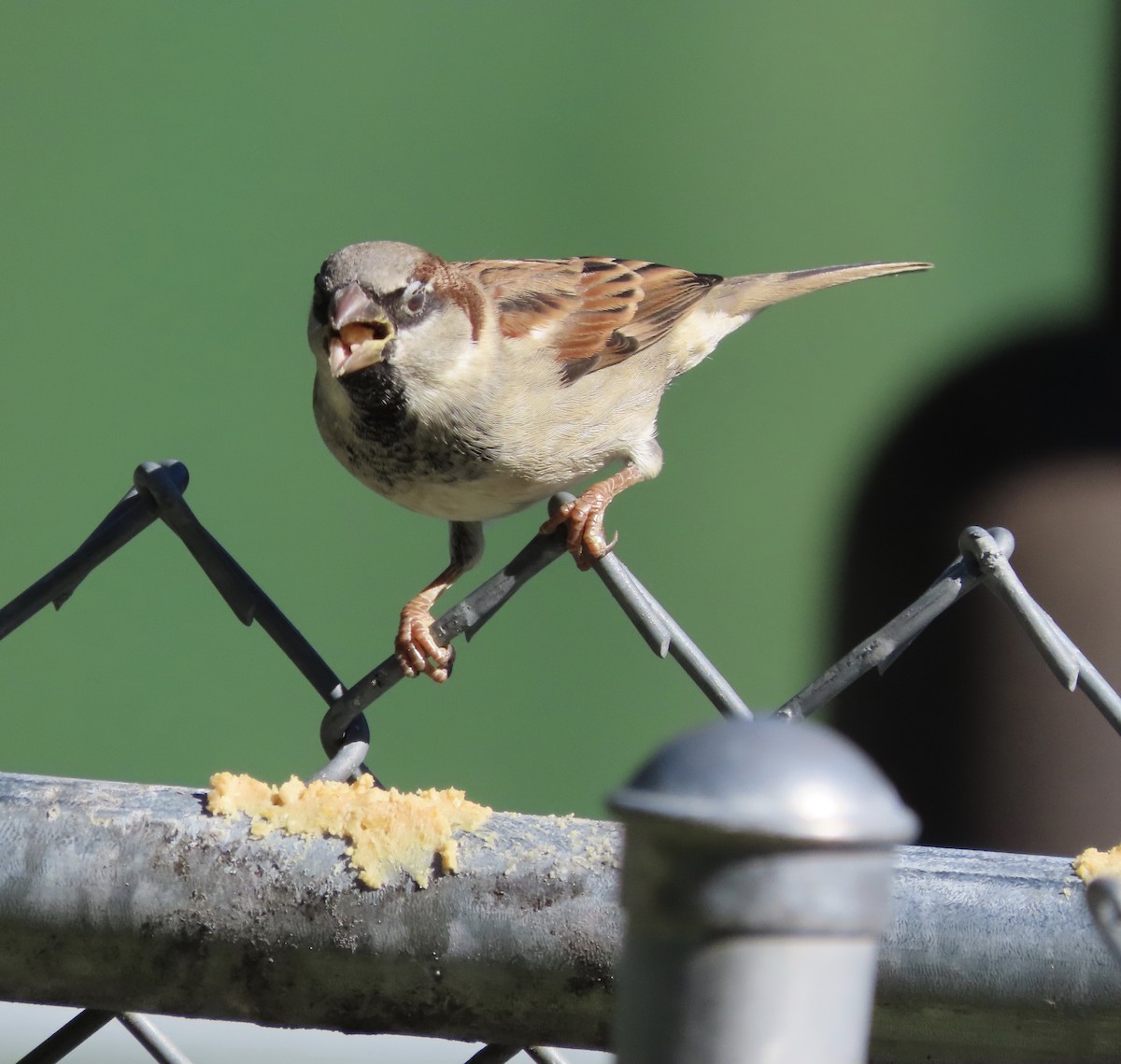 Gorrión Común - ML645063541