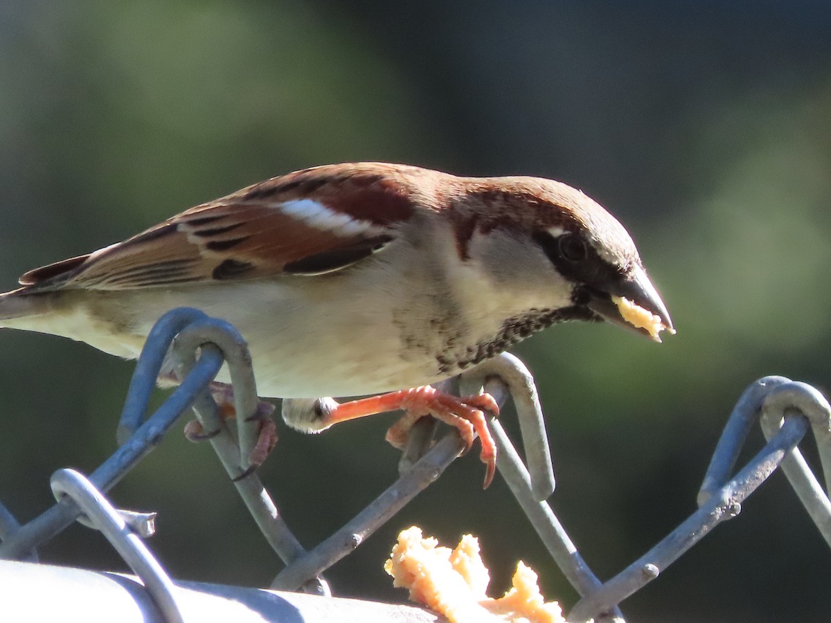 Gorrión Común - ML645063542