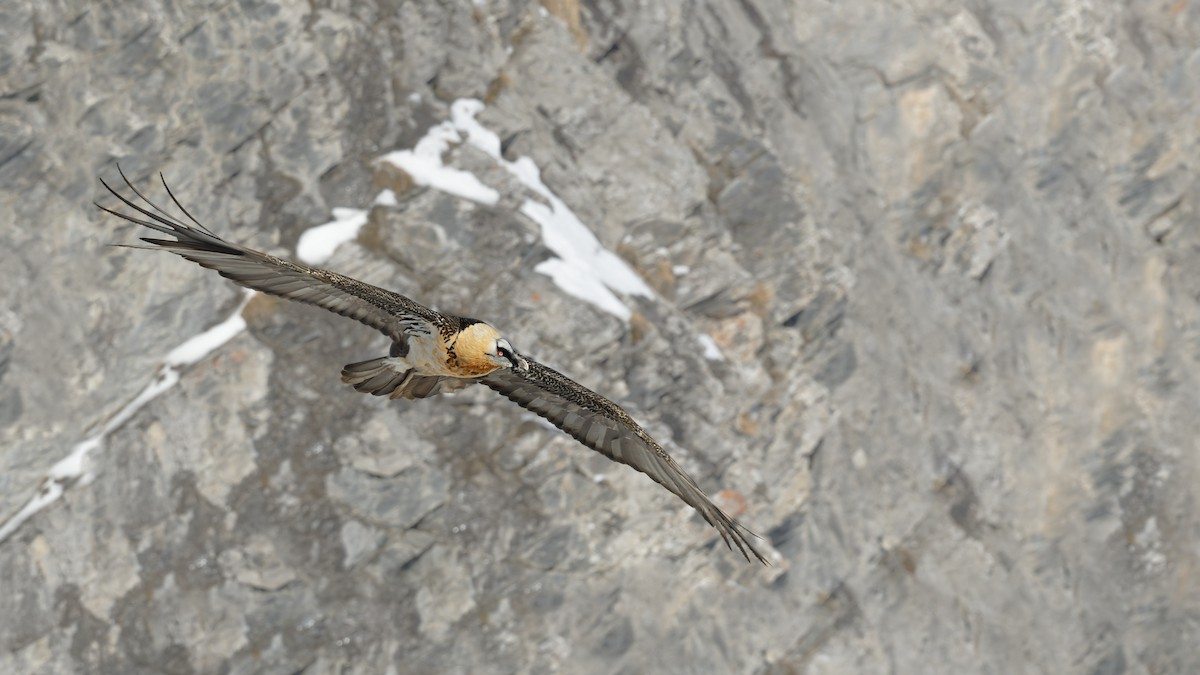 Bearded Vulture - ML645063550