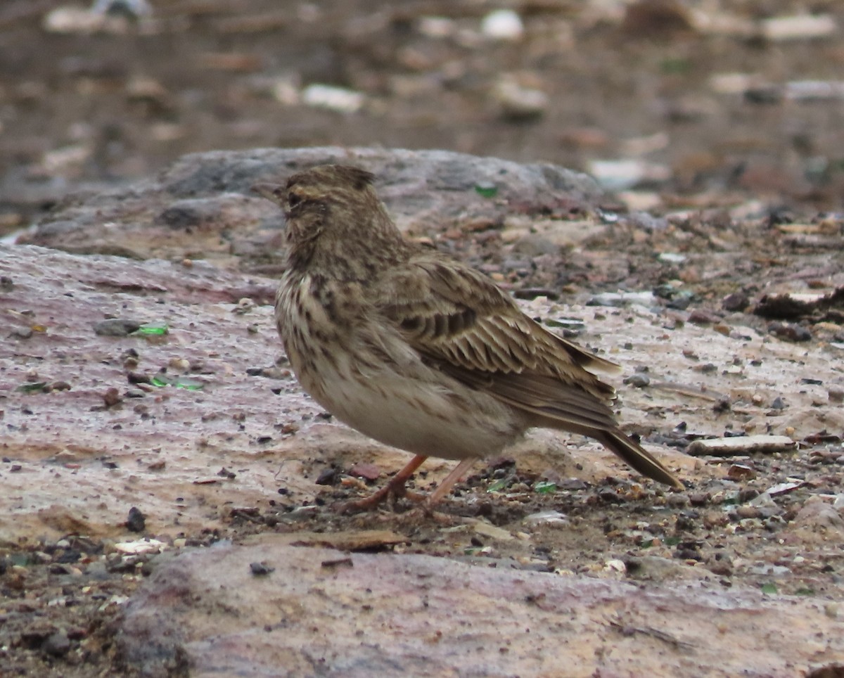 Crested Lark - ML645063551