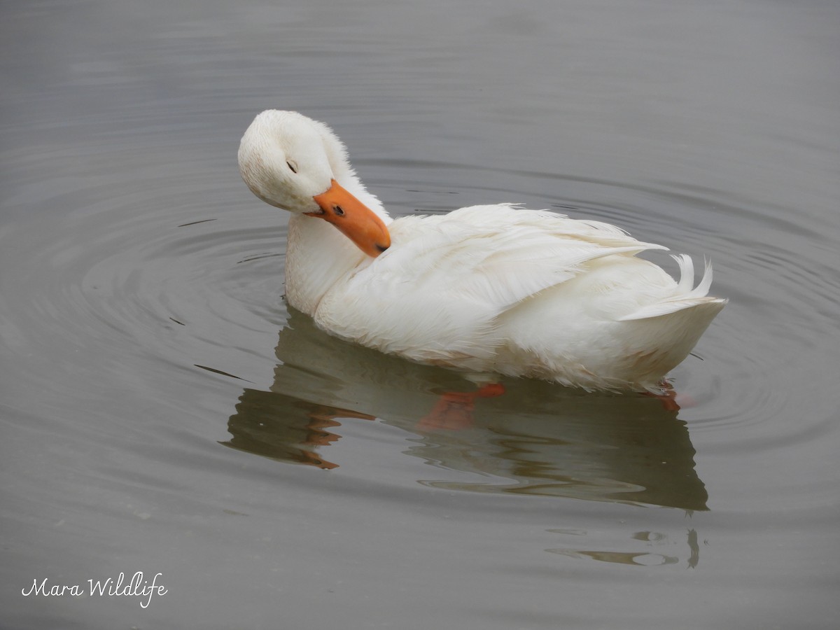 Mallard - ML645063552