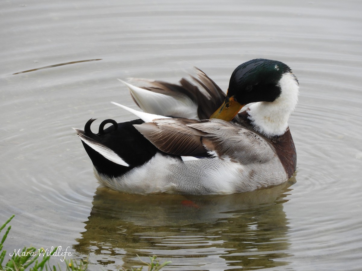 Mallard - ML645063553