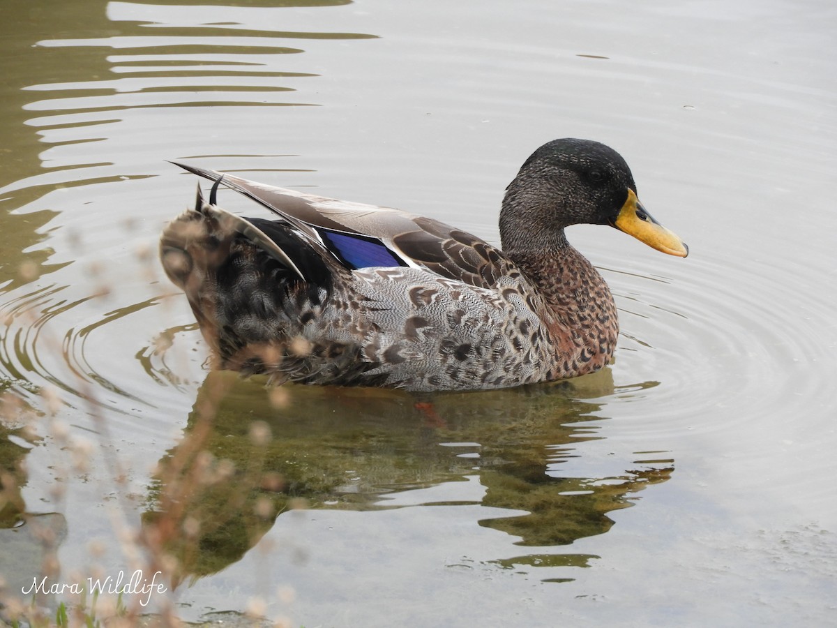 Mallard - ML645063554