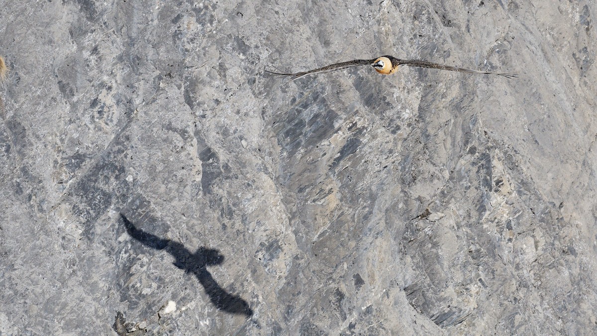 Bearded Vulture - ML645063555