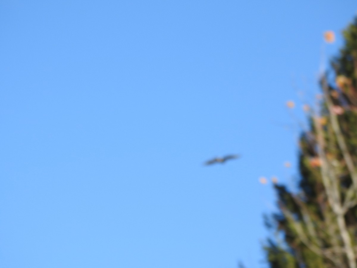 Buteo sp. - ML645063557