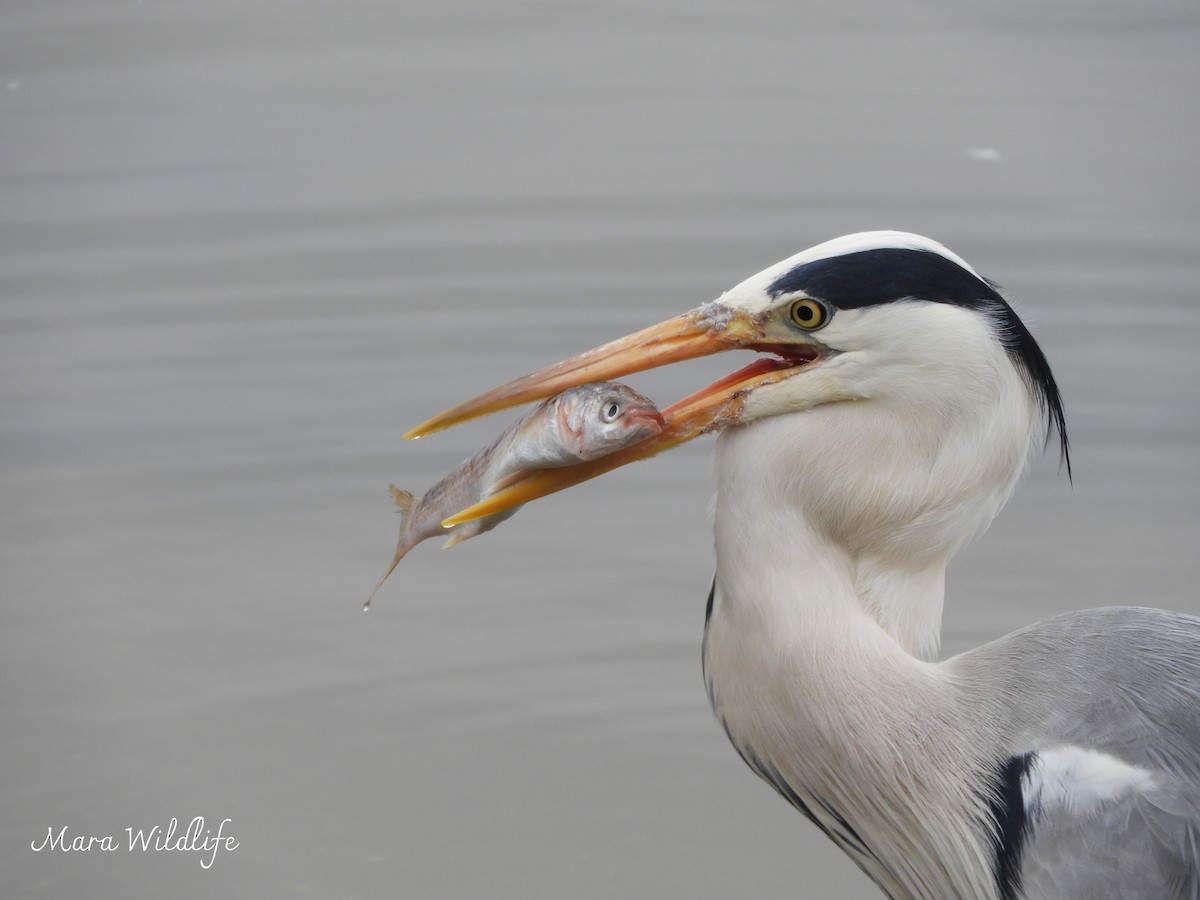 Gray Heron - ML645063561