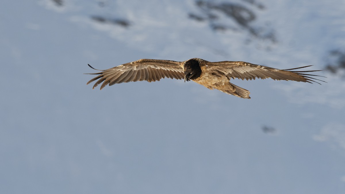 Bearded Vulture - ML645063562