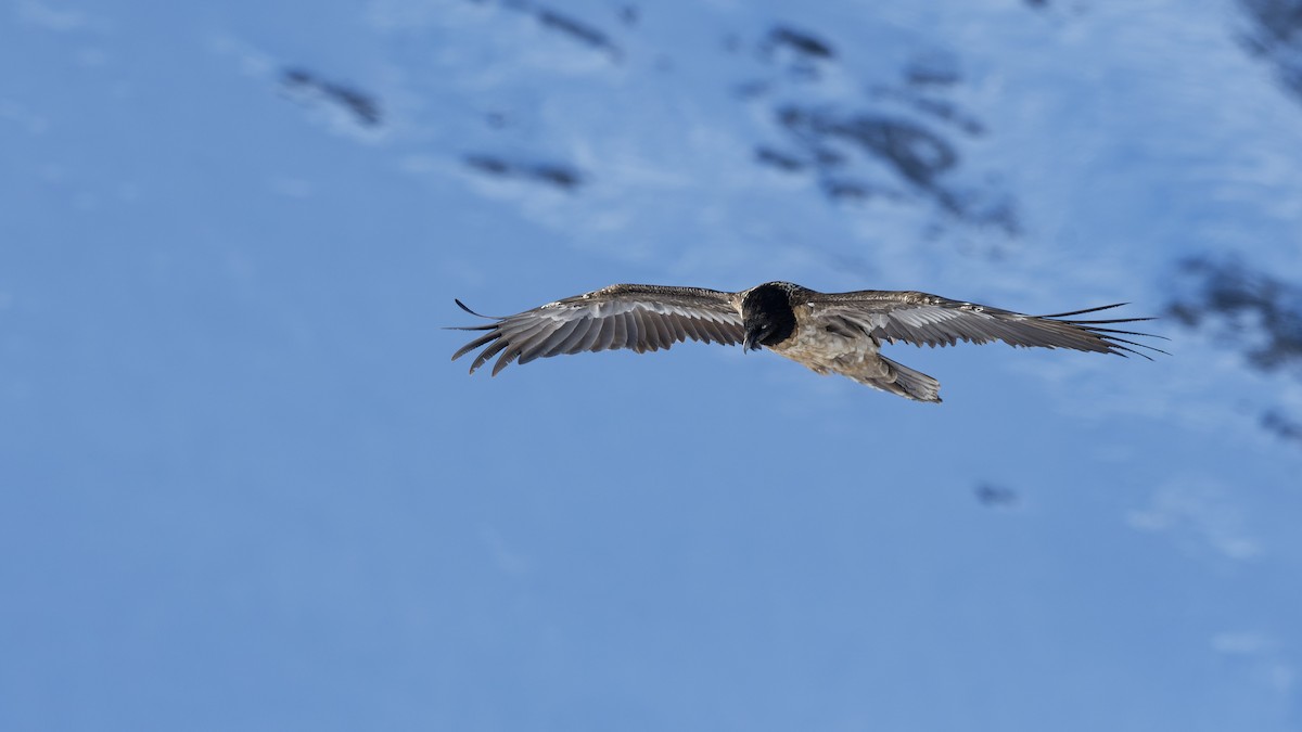 Bearded Vulture - ML645063563