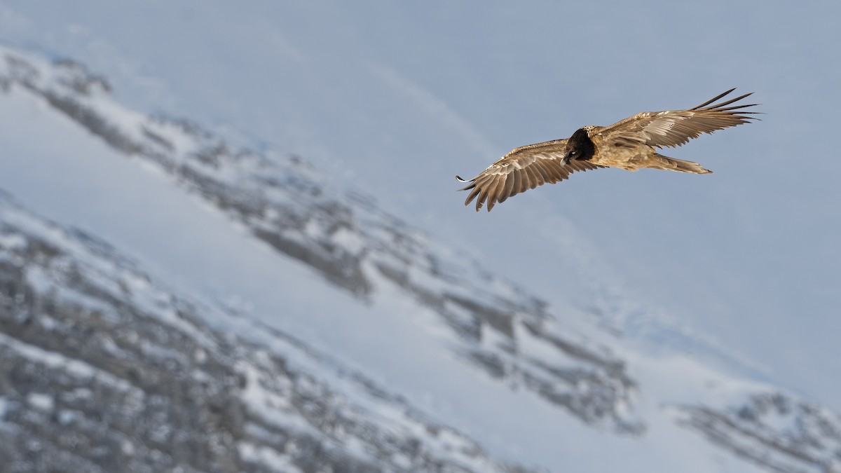 Bearded Vulture - ML645063564