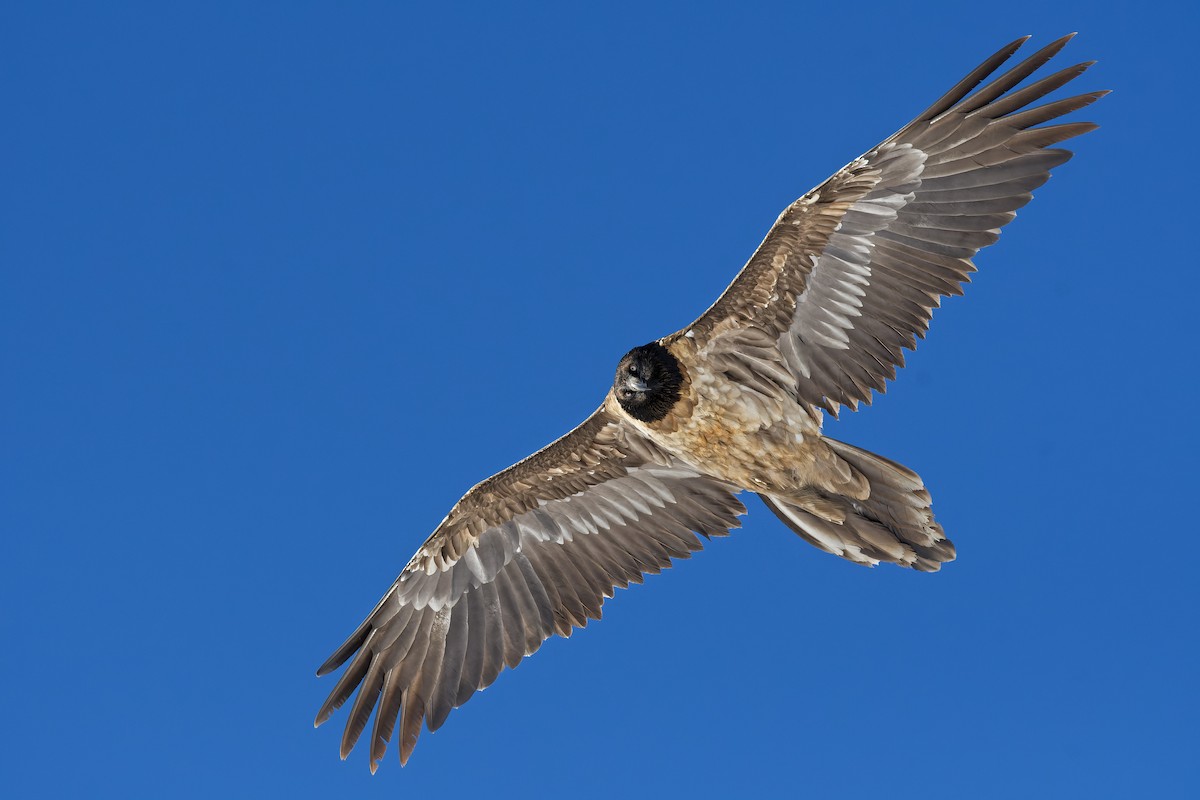Bearded Vulture - ML645063565