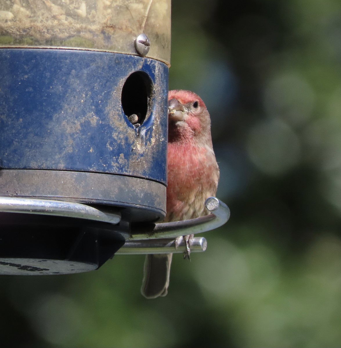 House Finch - ML645063567