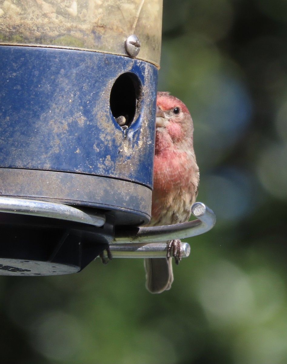 House Finch - ML645063568