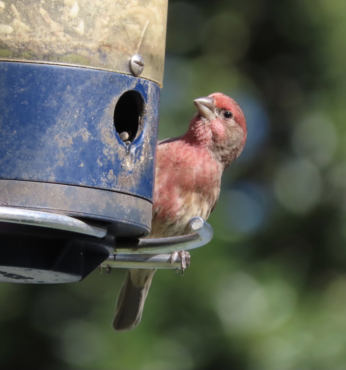 House Finch - ML645063569