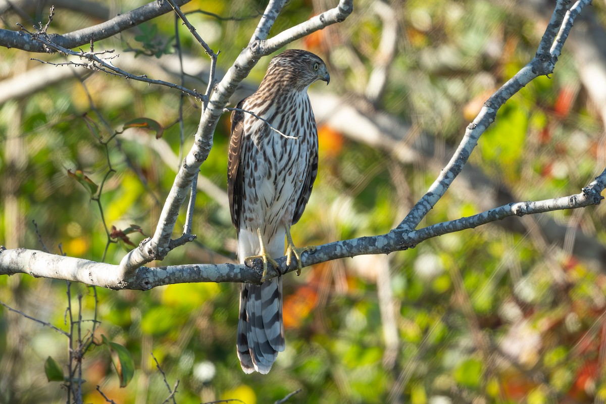Cooper's Hawk - ML645063571
