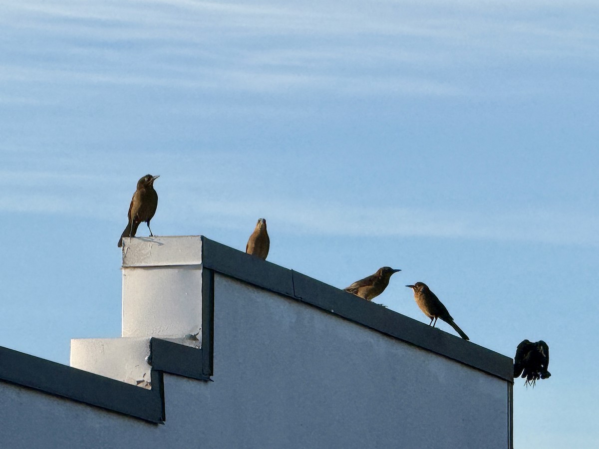 Great-tailed Grackle - ML645063578