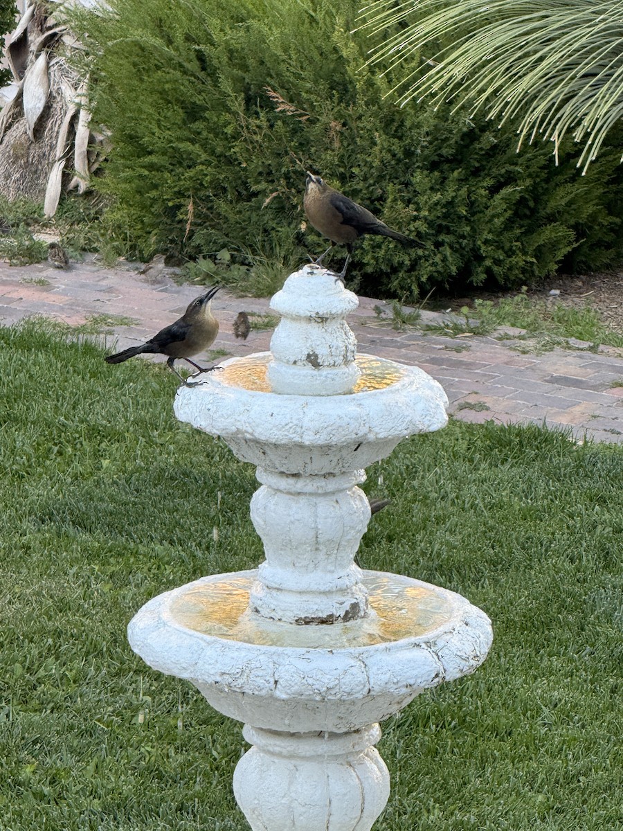 Great-tailed Grackle - ML645063579